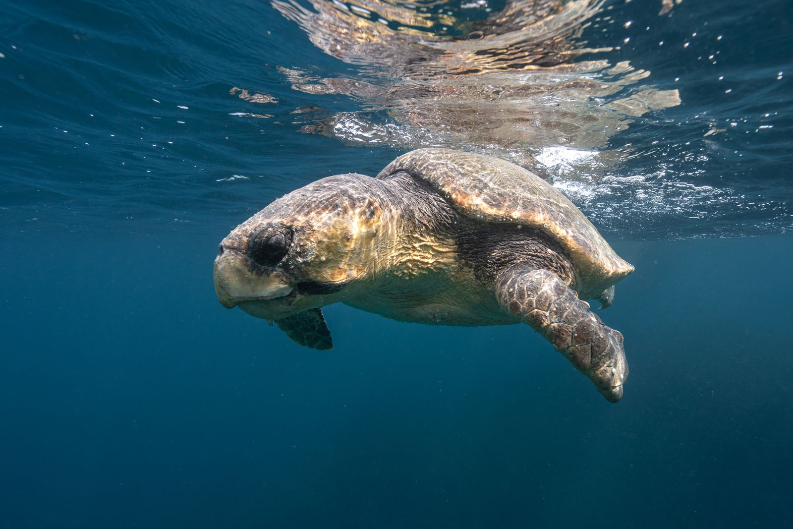 Loggerhead sea turtle swimming — marine park protection context
